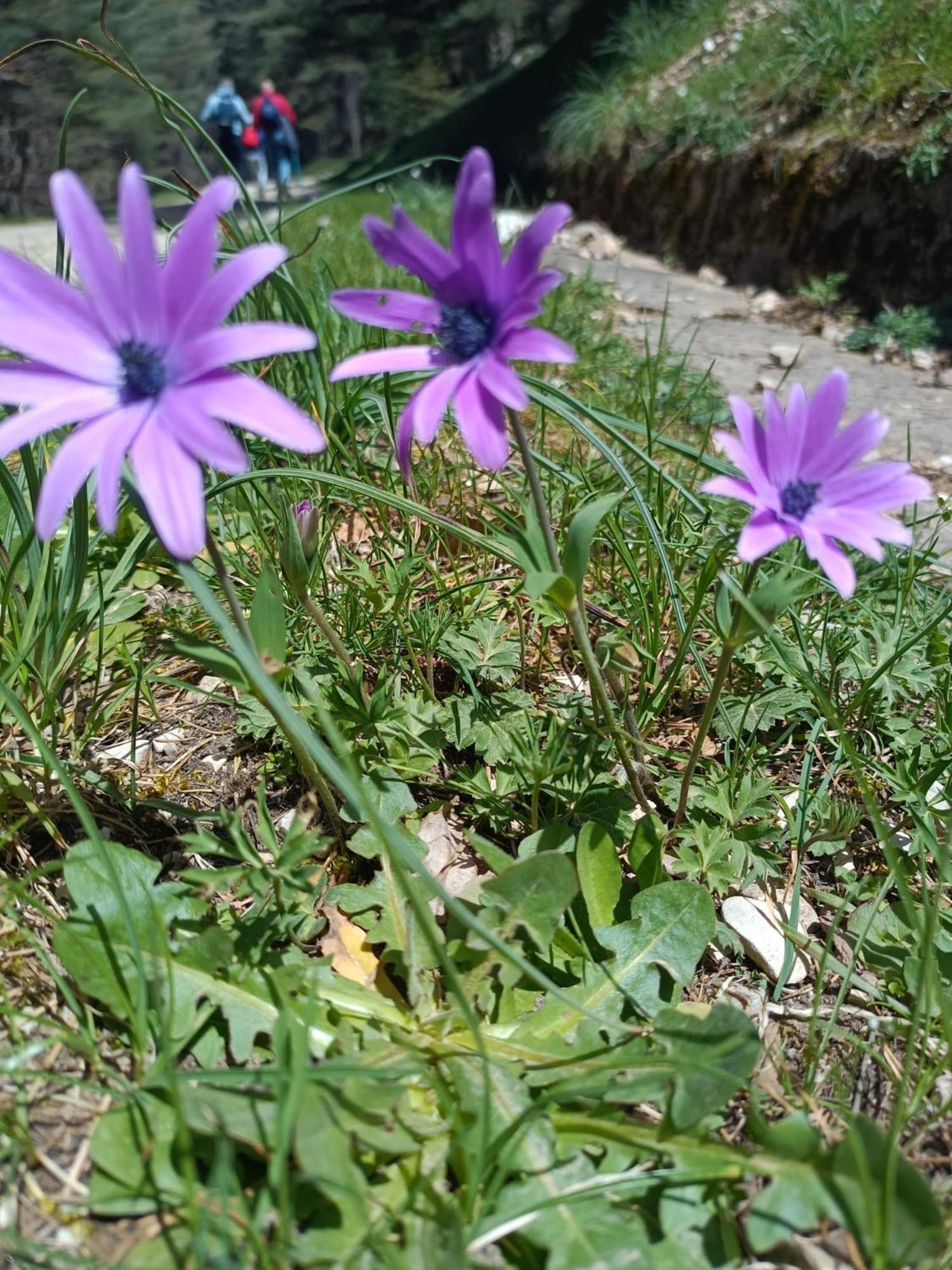 Appartamento Casa Didyma San Giovanni Gemini Esterno foto